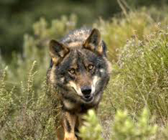 Junta CyL acepta abatir cuatro lobos al sur del Duero para defender ganadería